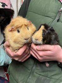 guinea pigs